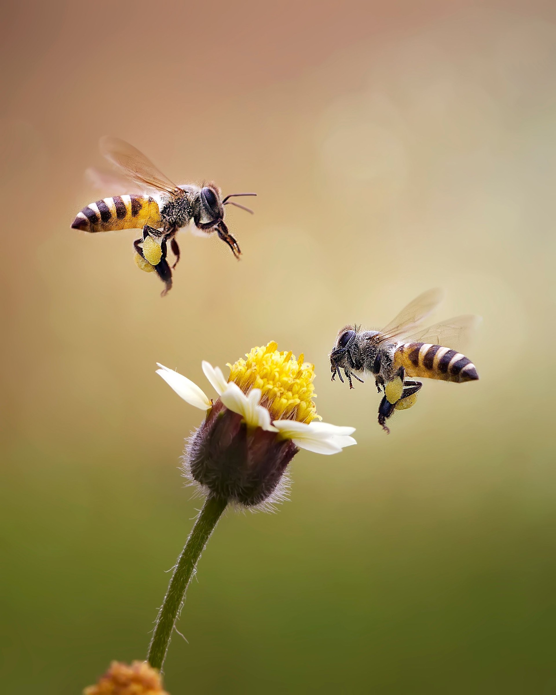 Insecticides can directly kill pollinators through poisoning or exposure to toxic residues, and can also reduce their ability to reproduce and pollinate effectively. This is due to direct contact during application, contaminated pollen and nectar, or pesticide drift onto non-target plants.